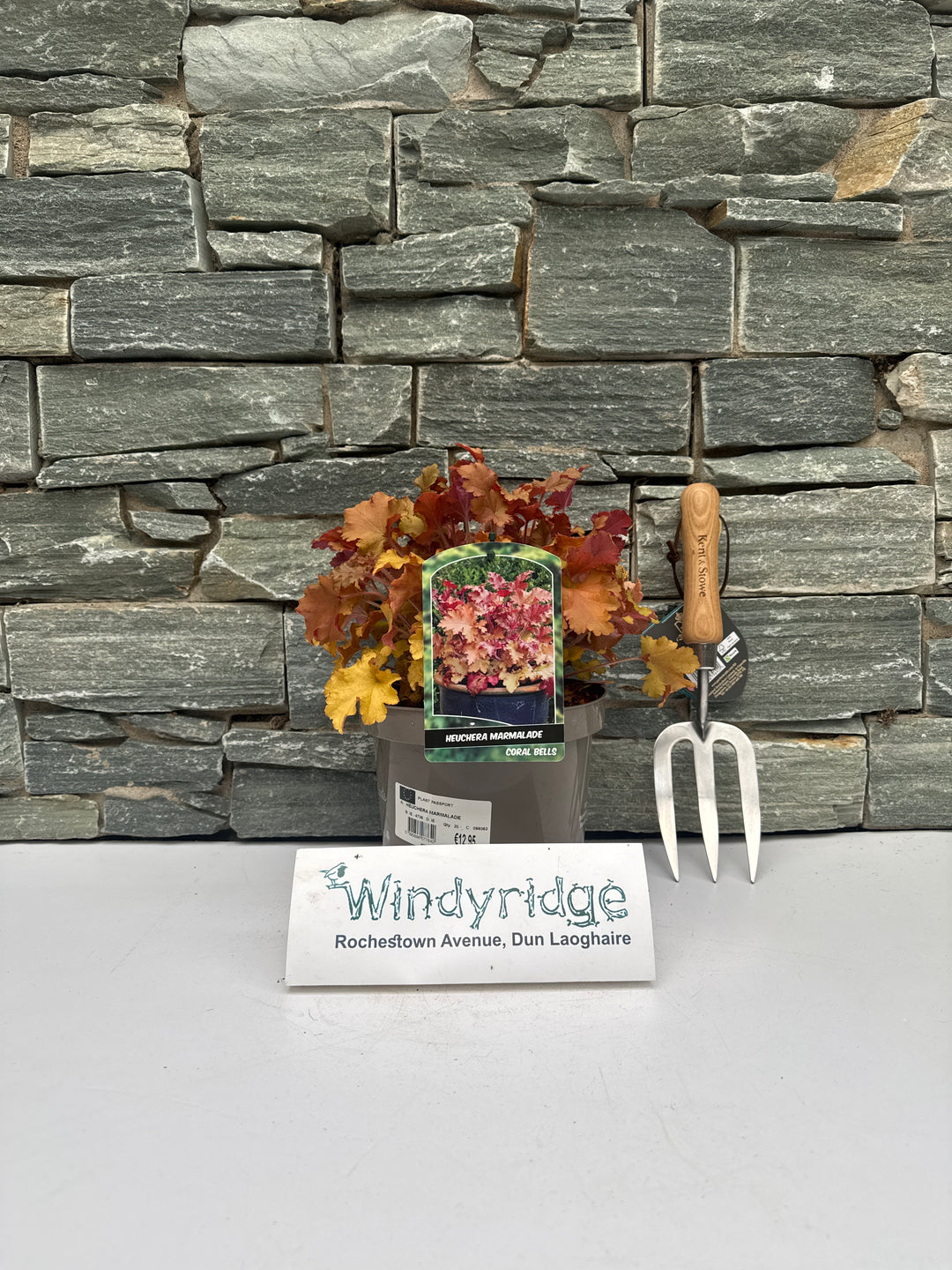 HEUCHERA MARMALADE