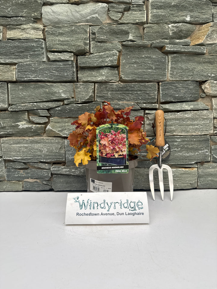 HEUCHERA MARMALADE