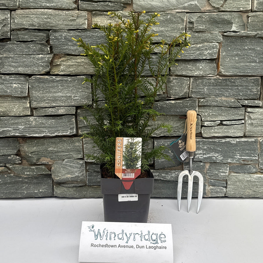 Taxus Baccata - Hedging - Windyridge Garden Centre