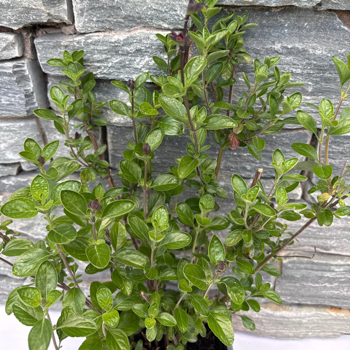 Salvia greggii Royal Bumble