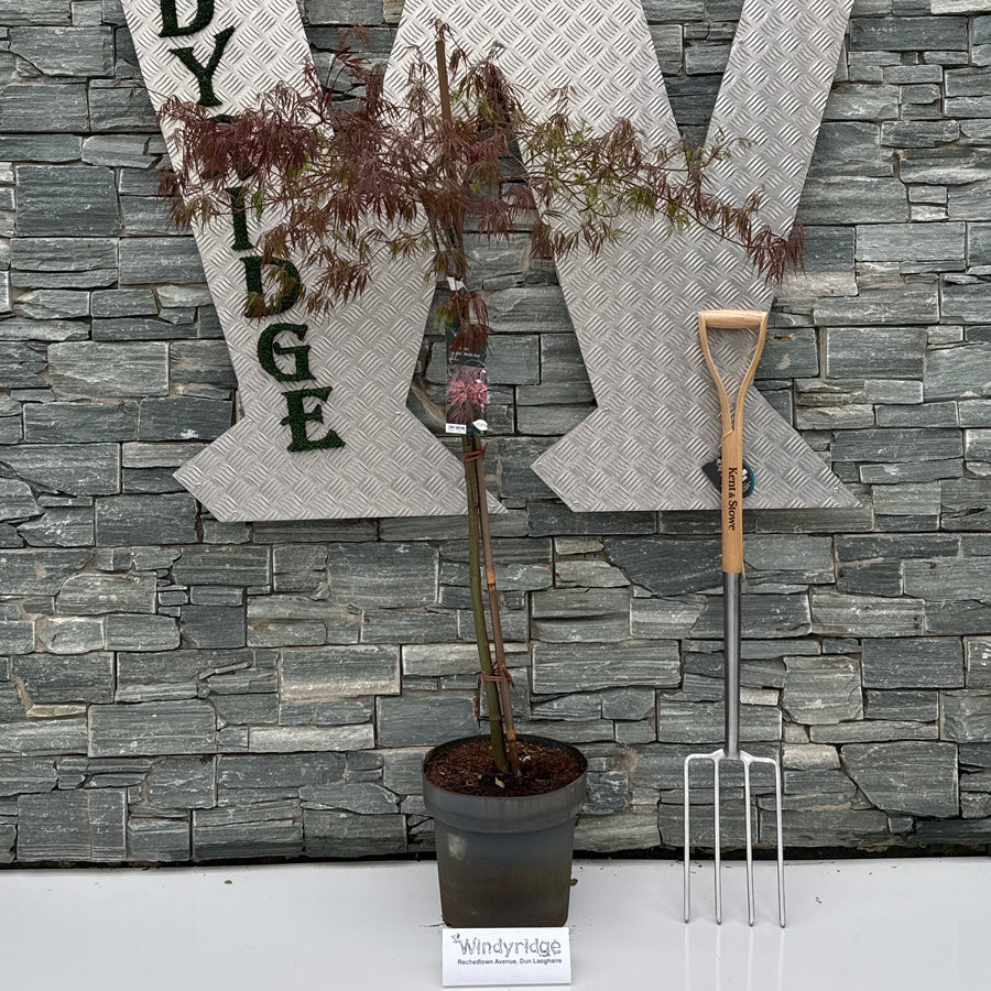 Acer Palmatum 'Dissectum Tamukeyama' 80Cm Stem - Trees - Windyridge Garden Centre