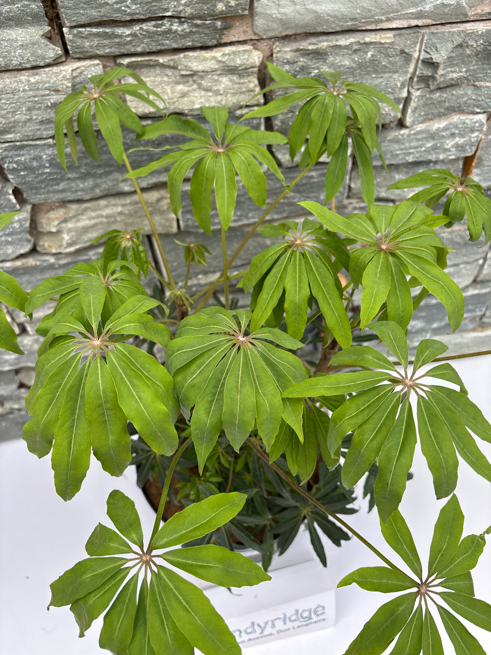 Schefflera 'Winter Jungle' - Shrubs - Windyridge Garden Centre