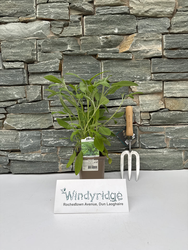 Sage Green