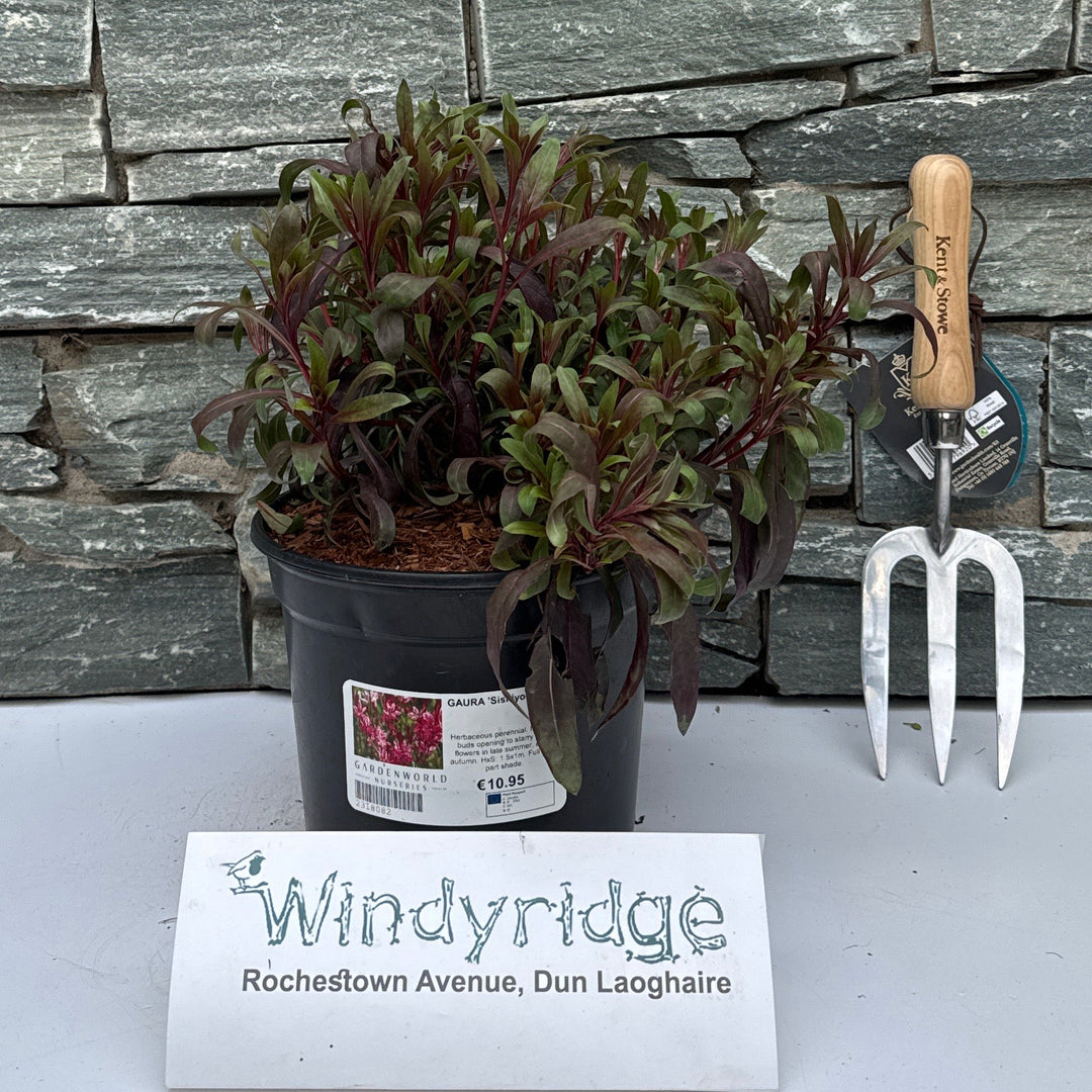 GAURA 'Siskiyou Pink' - Herbaceous - Windyridge Garden Centre