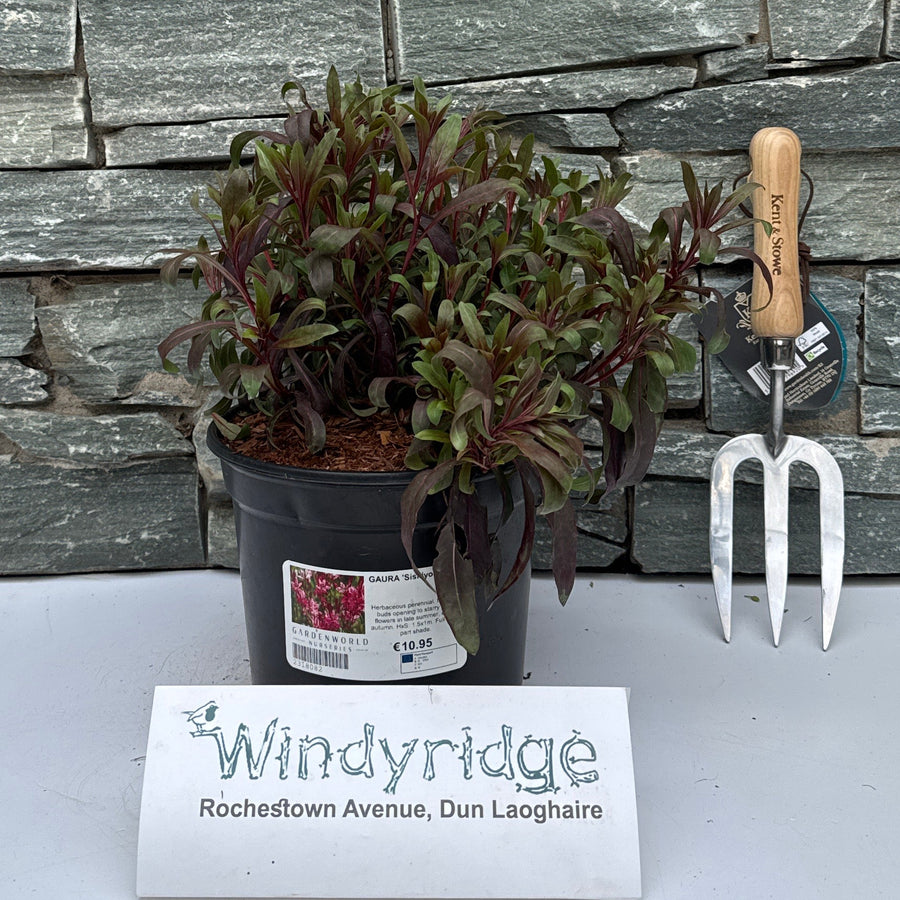 GAURA 'Siskiyou Pink' - Herbaceous - Windyridge Garden Centre