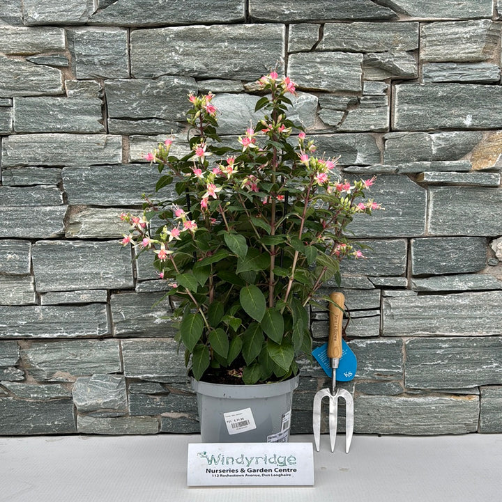 Fuchsia Walz Jubelteen