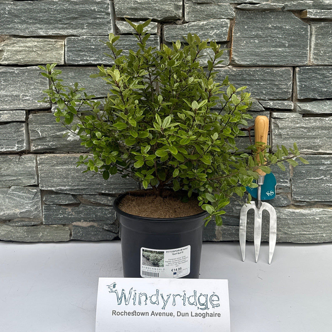 Pittosporum Tenui. 'Golf Ball'® - Shrubs - Windyridge Garden Centre