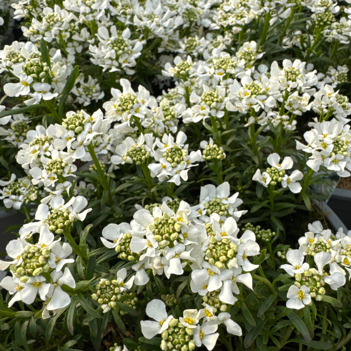 Iberis White 3 Ltr