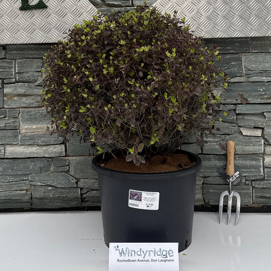 Pittosporum Tenui. Tom Thumb G - Shrubs - Windyridge Garden Centre