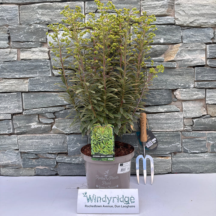 EUPHORBIA ASCOT RAINBOW