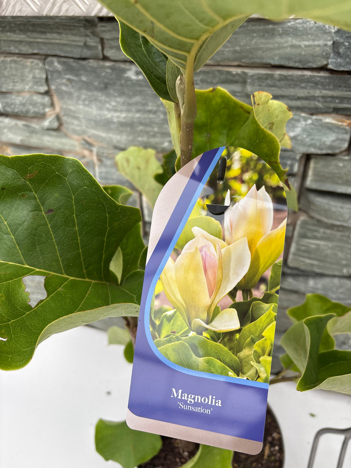 Magnolia 'Sunsation'