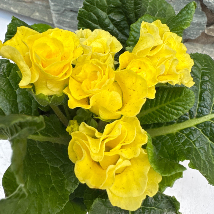 Primula Rosebud Light Yellow  P11