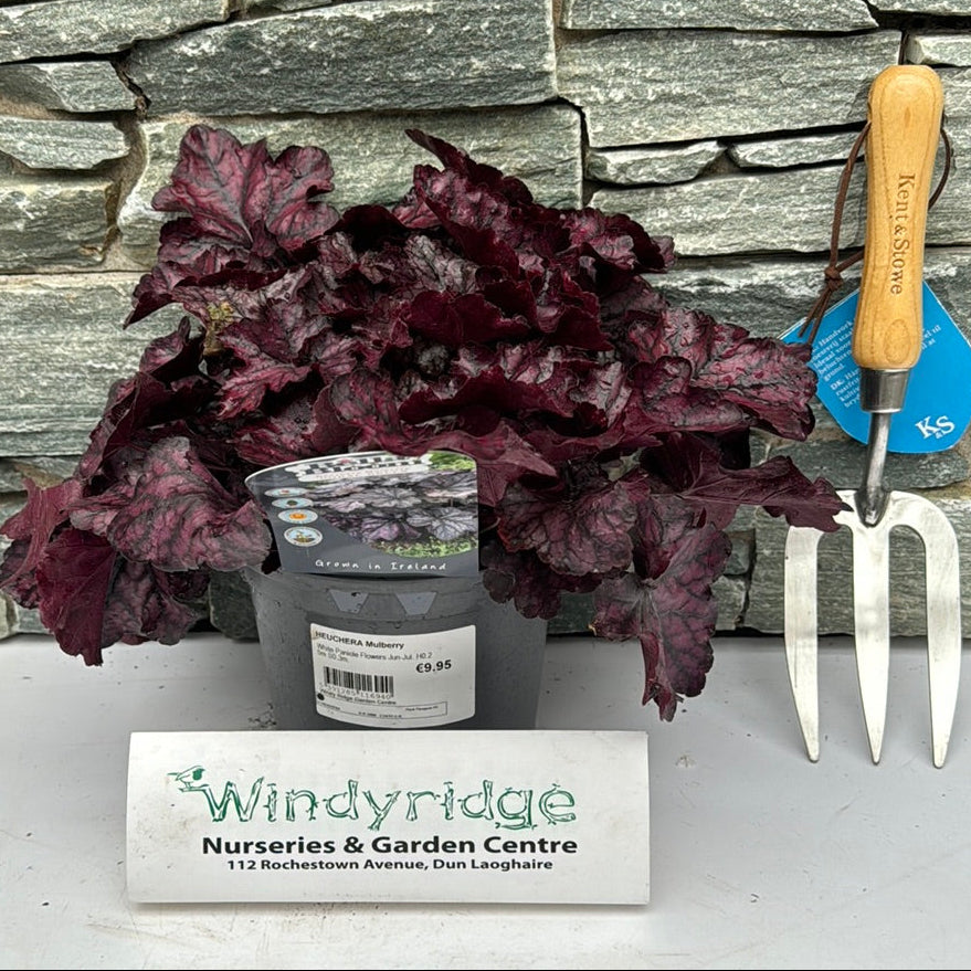 Heuchera Mulberry - Herbaceous - Windyridge Garden Centre