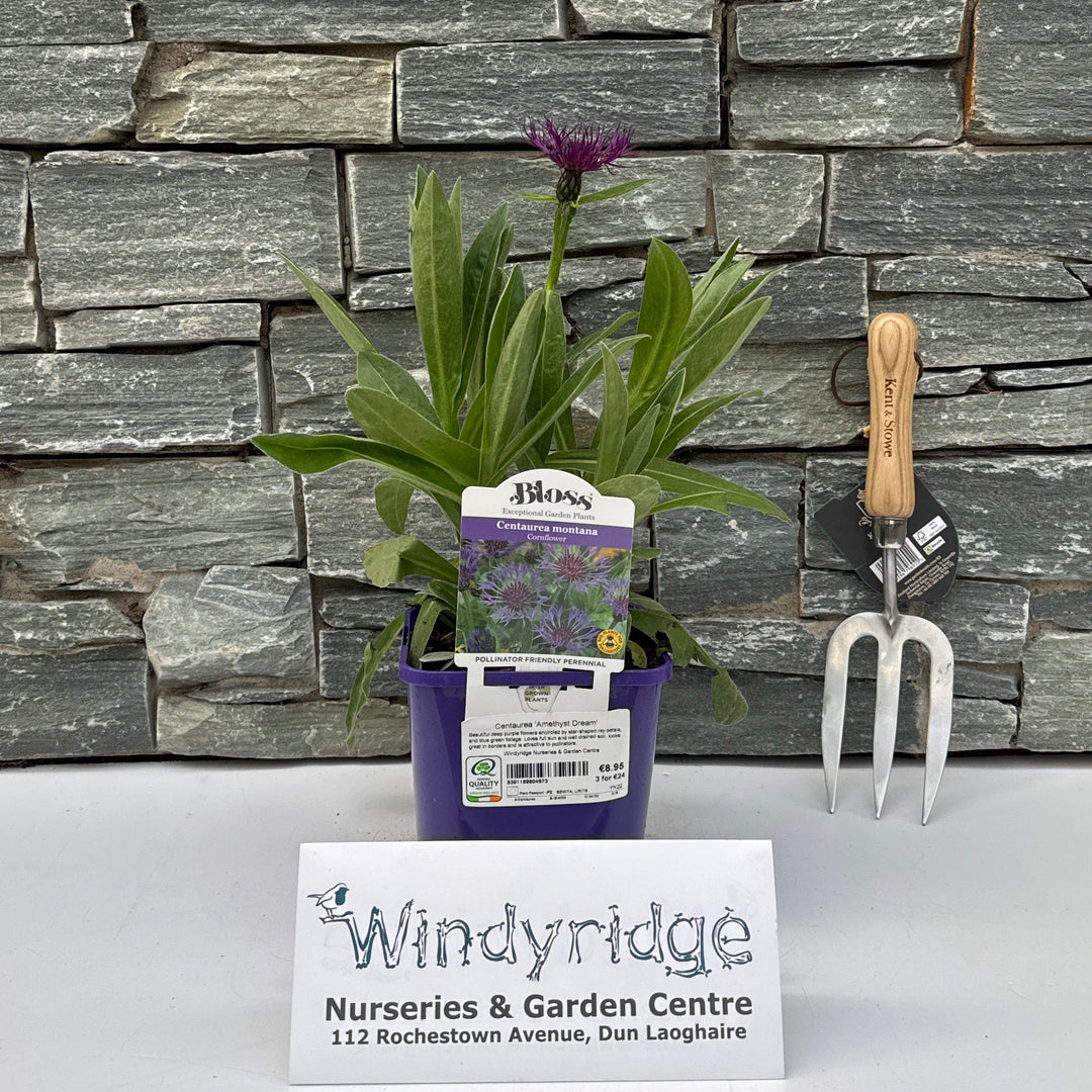Centaurea Amethyst Dream