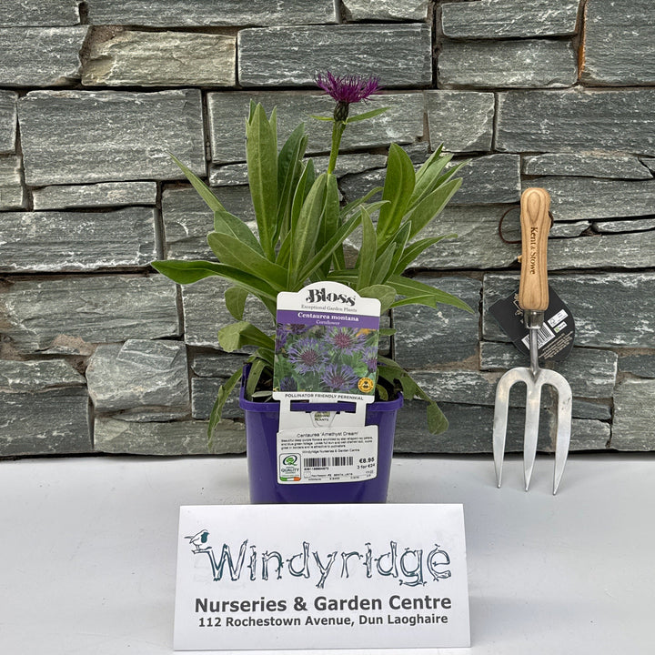 Centaurea Amethyst Dream