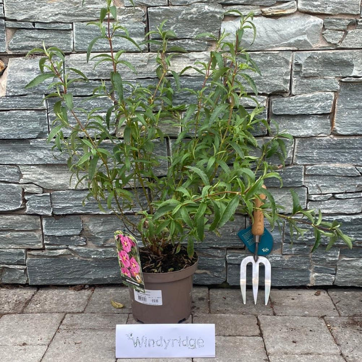 CISTUS PURPUREUS