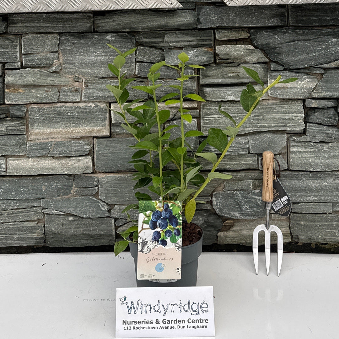 Vaccinium corymbosum mix