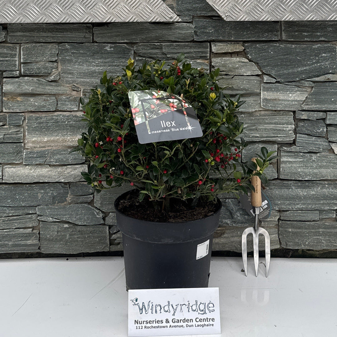 Ilex mes. 'Blue Maid' 40-45 cm Ball P28