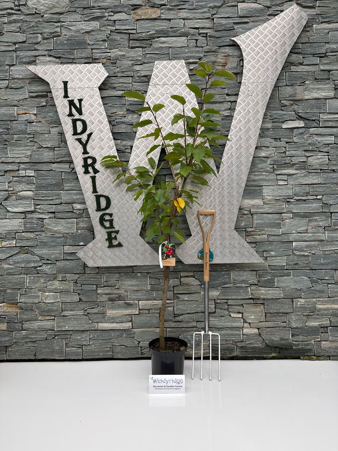 Prunus a. Early Rivers 7.5L