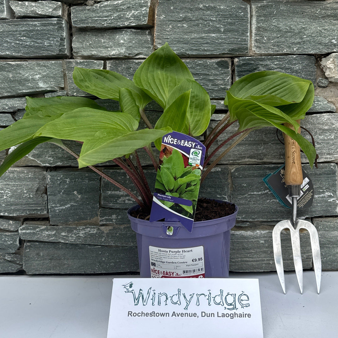 Plantain Lilies (Hosta Purple Heart)