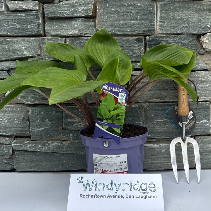 Plantain Lilies (Hosta Purple Heart)