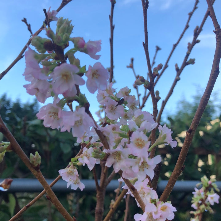 PRUNUS SUBH. AUTUMNALIS ROSEA CLT 25   CIRC. TR. 10 - 12 CM  1/2 STD