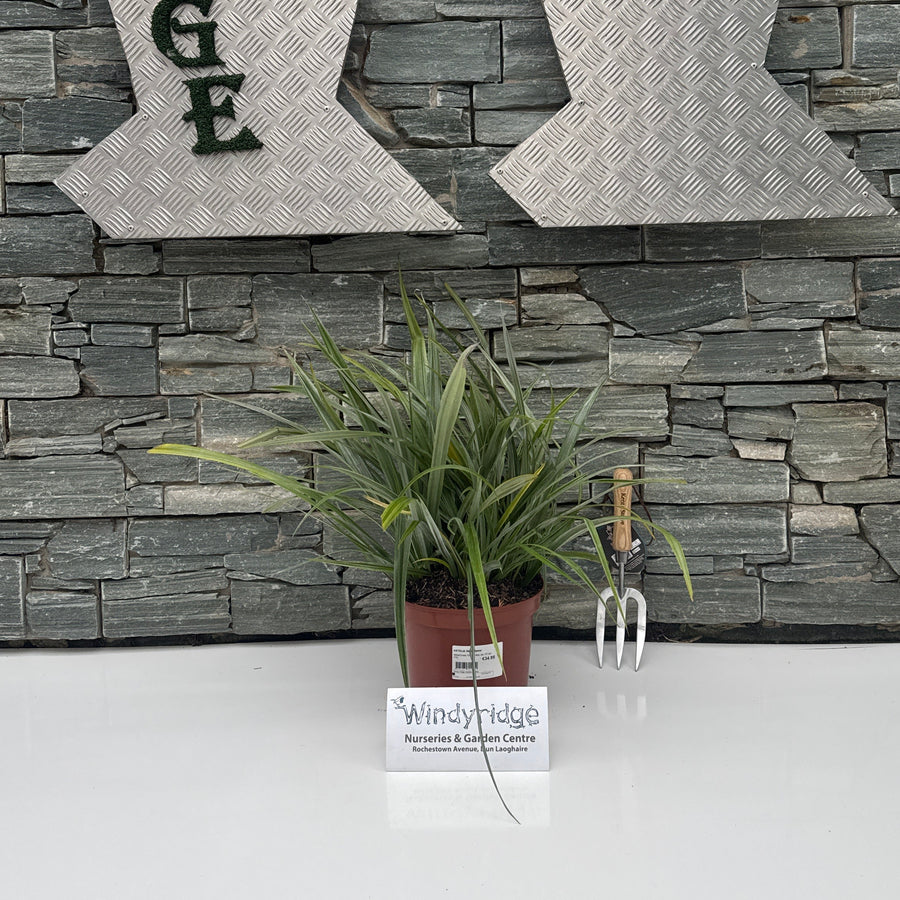 SILVER FOLIAGE PLANT WITH 'WINDYRIDE' branding on a textured wall background