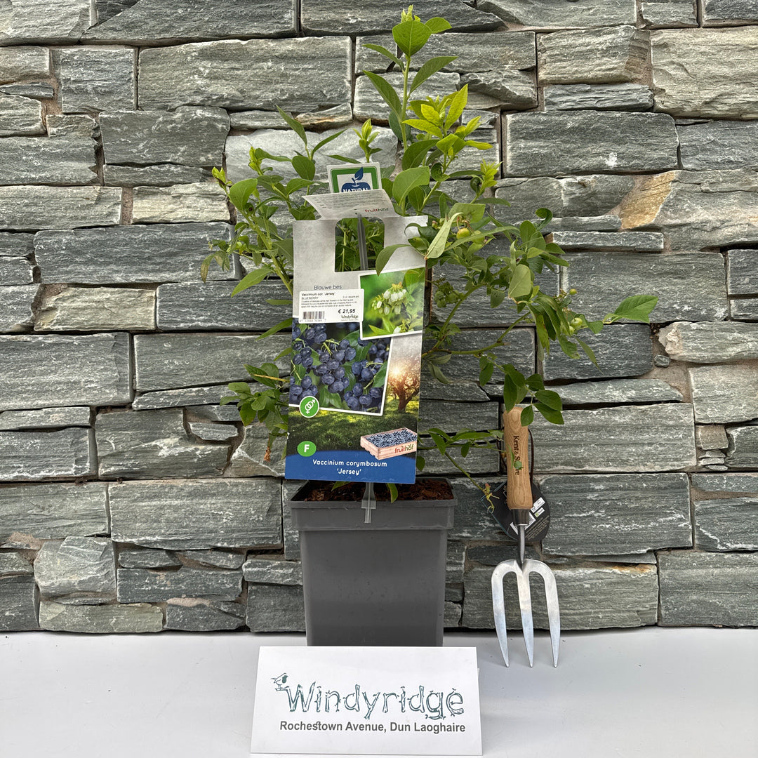 Vaccinium cor. Jersey  5 Ltr, square pot