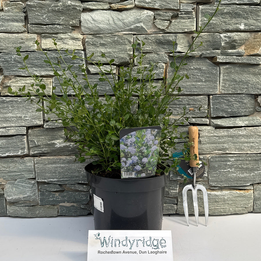 Ceanothus Impressus Victoria - Shrubs - Windyridge Garden Centre