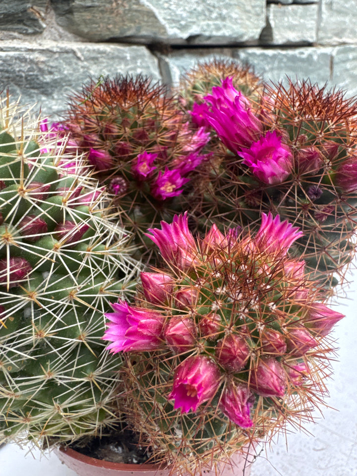 Mammillaria ernestii