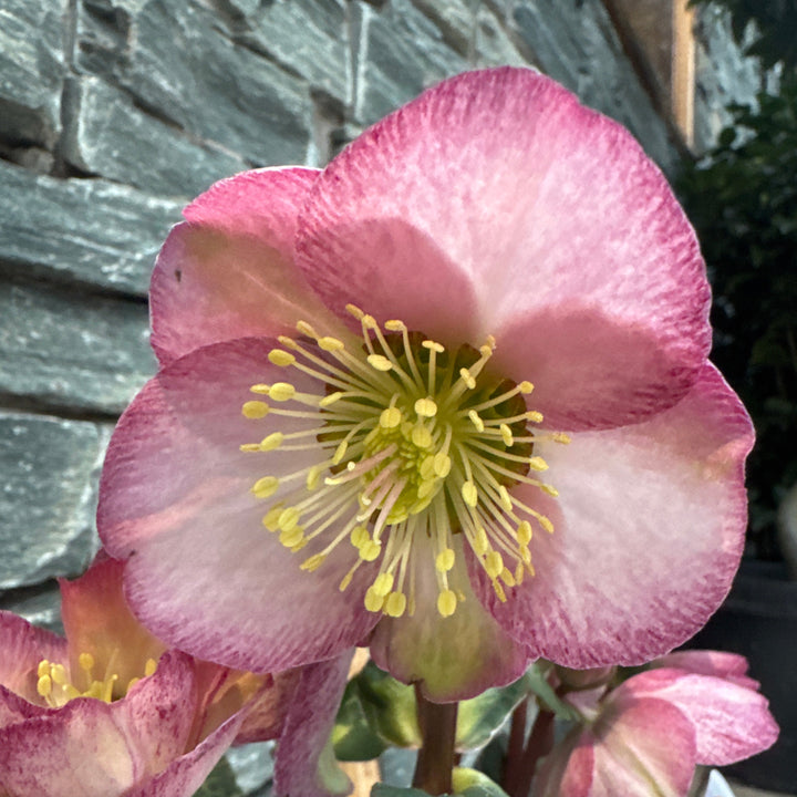 Helleborus Elemental  P15