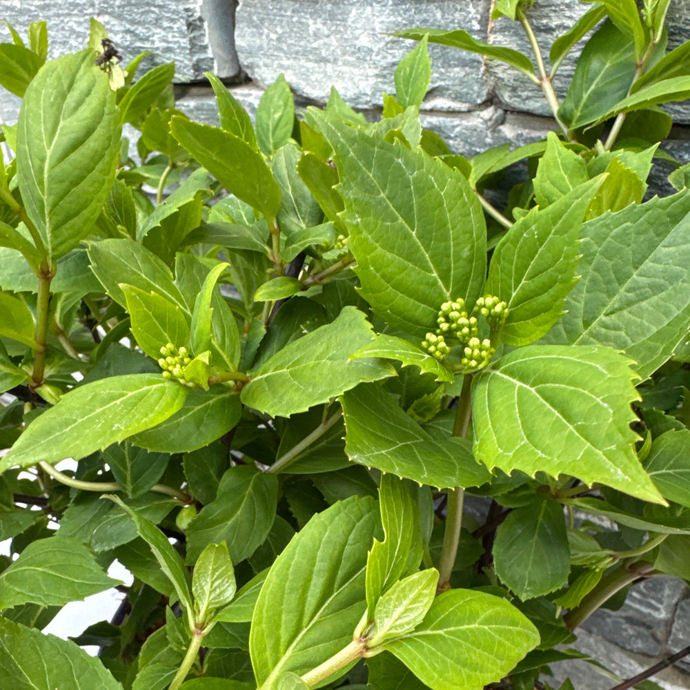 Hydrangea French Bolero - Shrubs - Windyridge Garden Centre