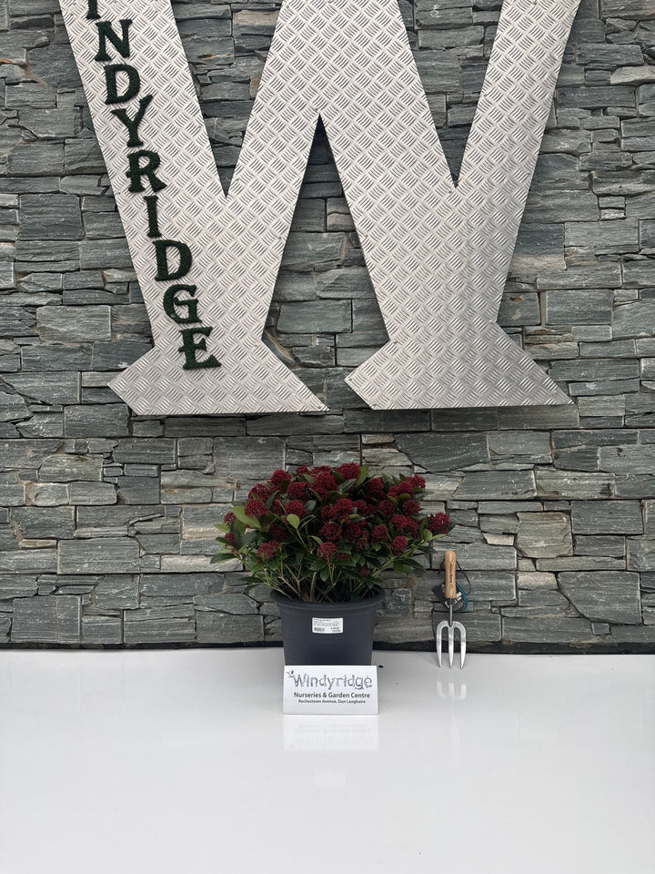 Skimmia jap. Red Dwarf  12 Ltr pot