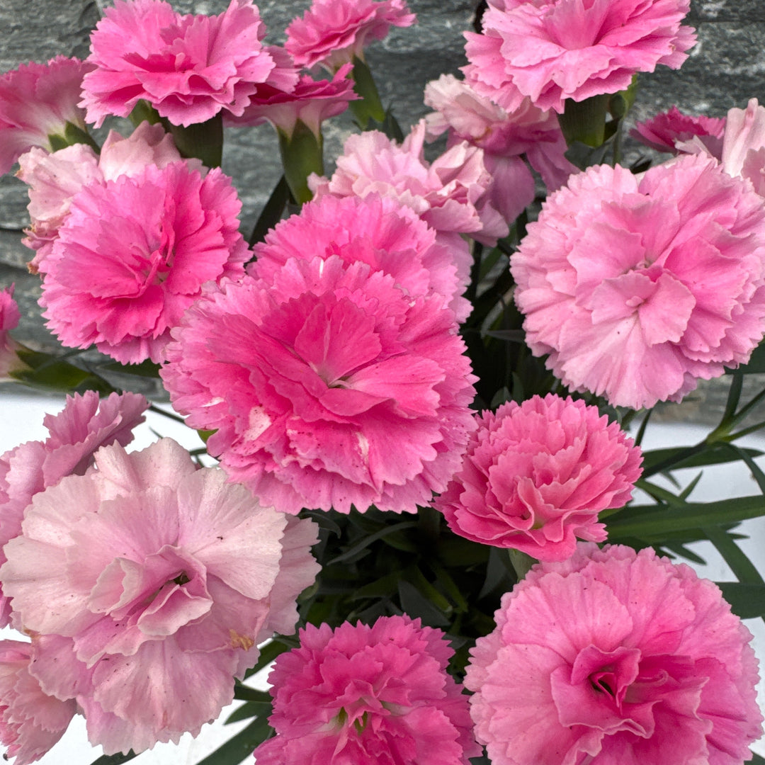 Dianthus I love you P10.5
