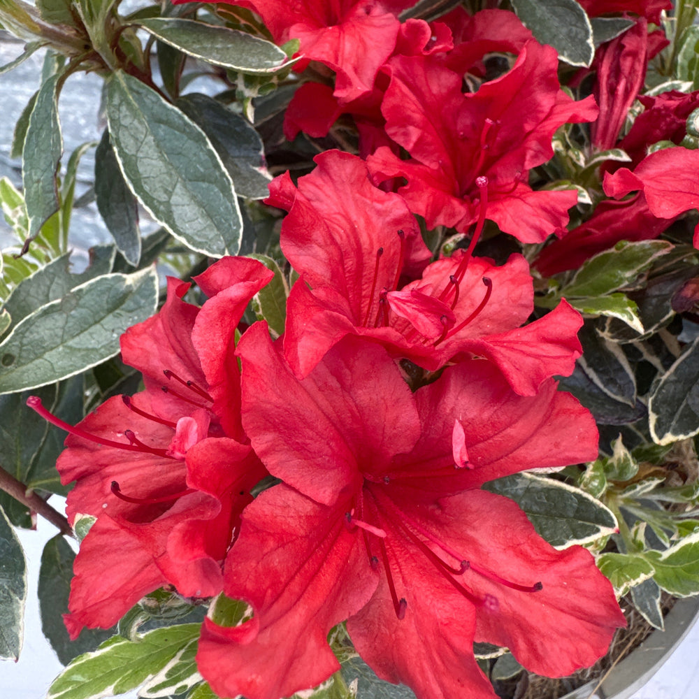 Azalea Hot Shot Variegata - Shrubs - Windyridge Garden Centre