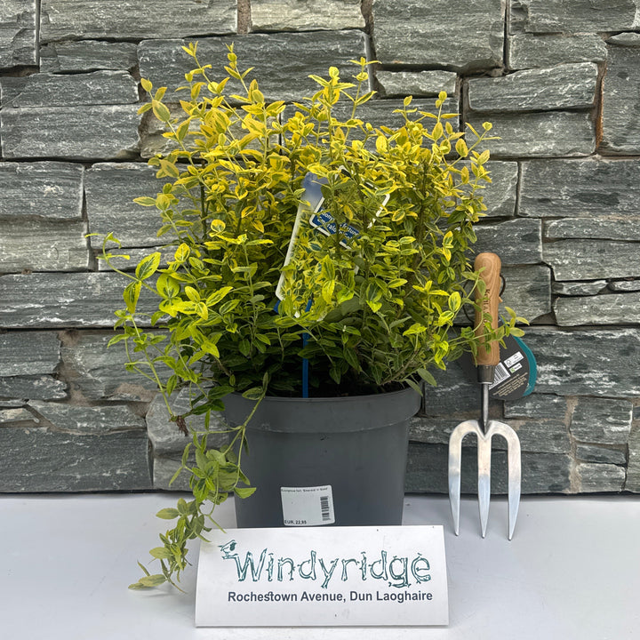 Euonymus fort. Emerald n Gold