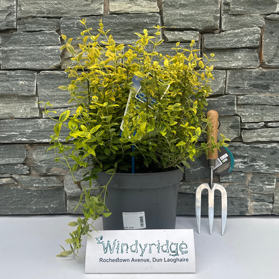 Euonymus Fort. Emerald N Gold - Shrubs - Windyridge Garden Centre