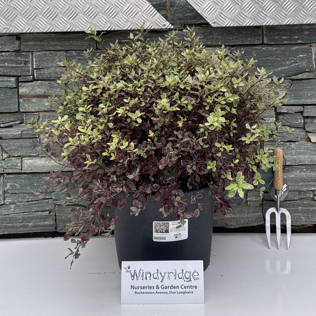 PITTOSPORUM Bannow Bay Ball