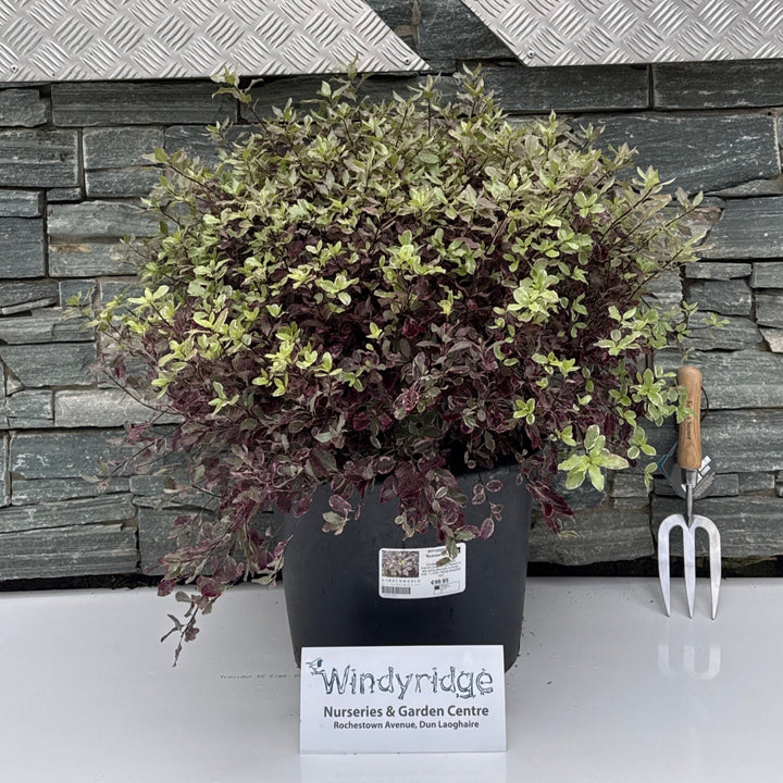 PITTOSPORUM Bannow Bay Ball
