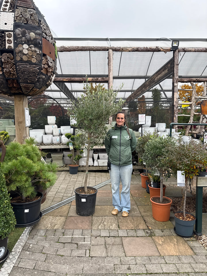 Olea Europeae on Stem P35 180cm