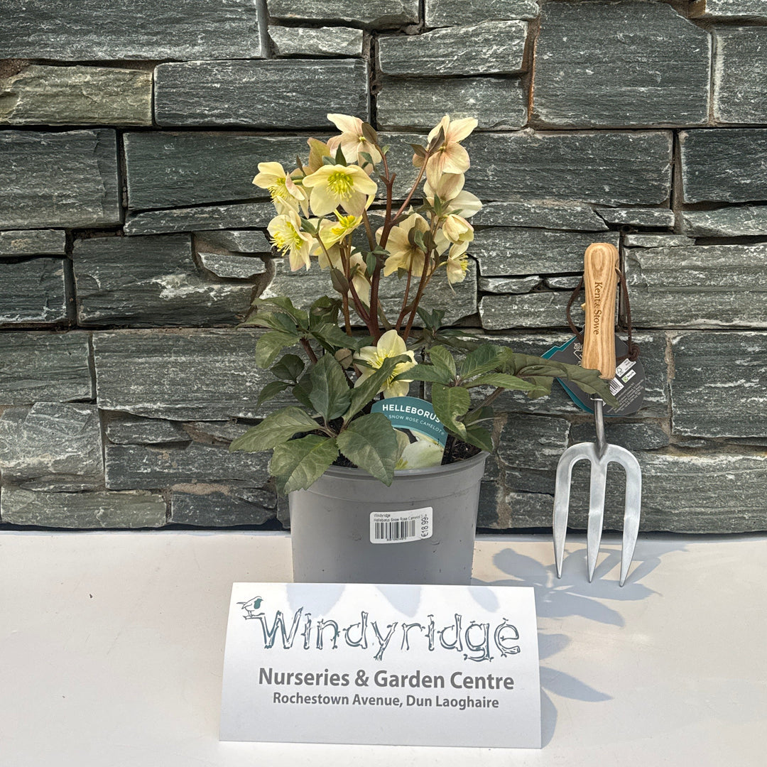 Helleborus Snow Rose Camelot