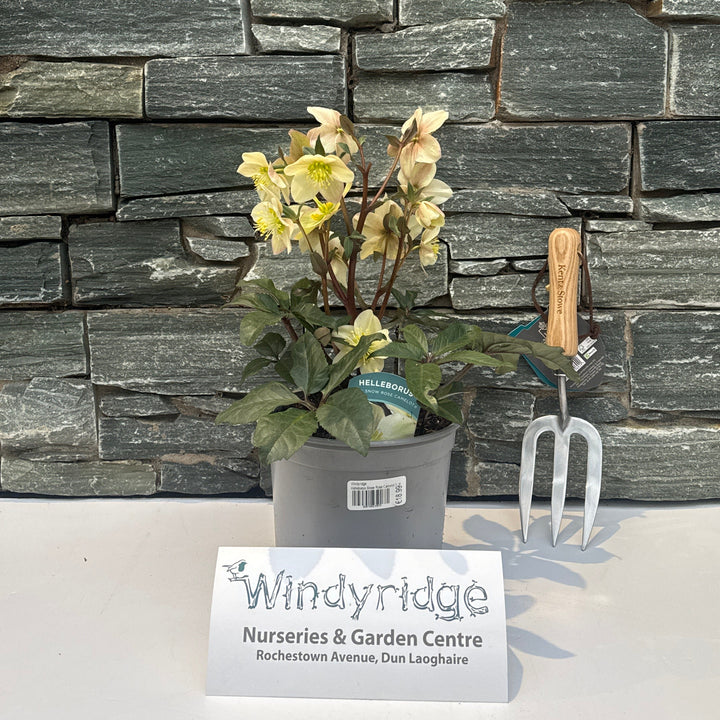Helleborus Snow Rose Camelot