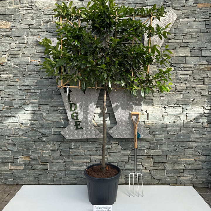 Prunus L. Novita C45 Hs Pleached 110Cm Stem 120X100 - Trees - Windyridge Garden Centre