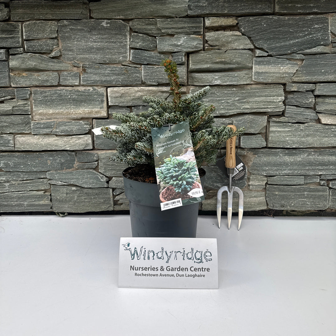 Potted plant with a trowel and Windyridge label against a stone wall.