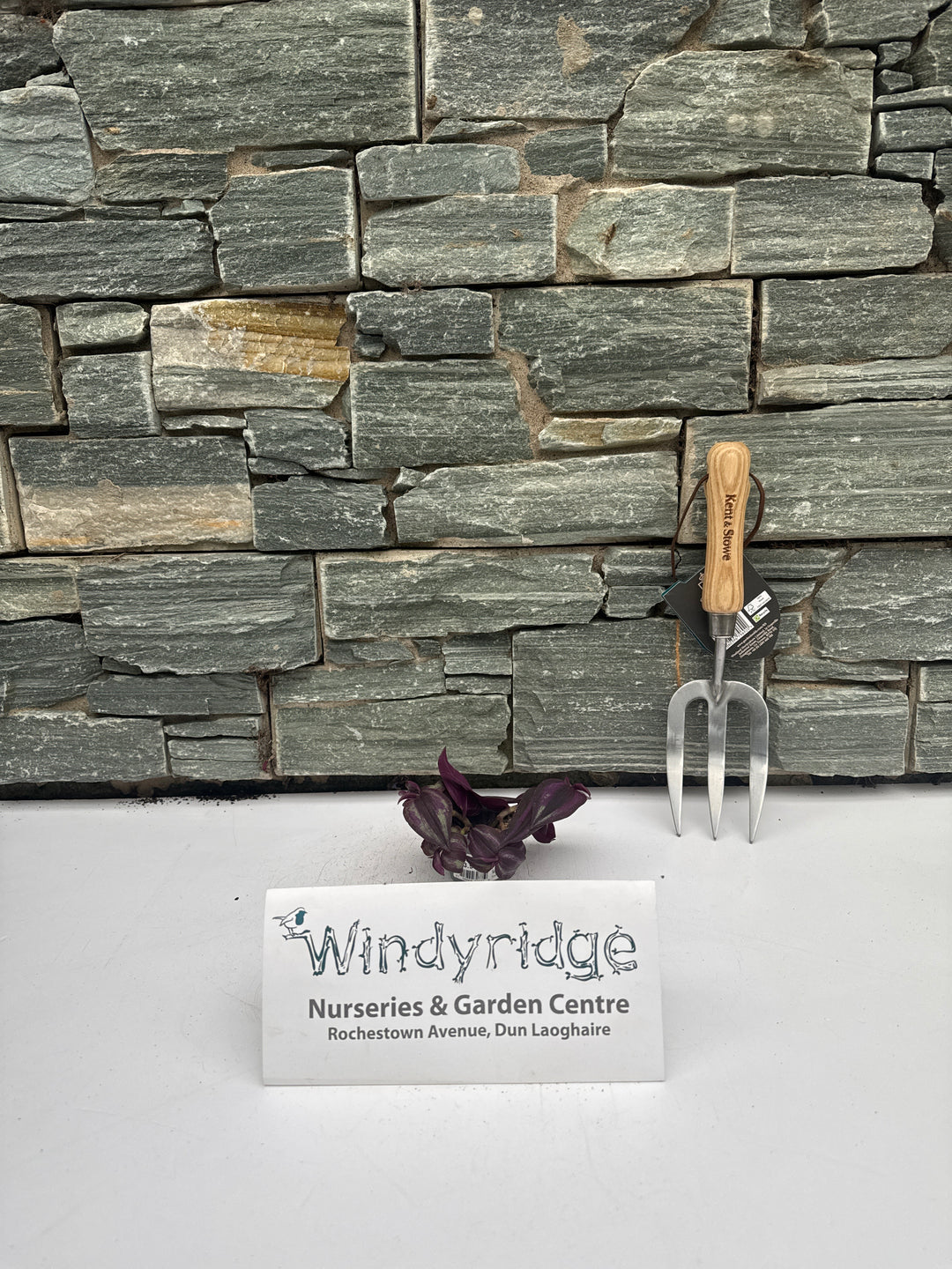 Tradescantia Purple Joy  6 cm pot