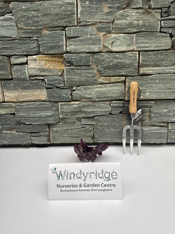 Tradescantia Purple Joy  6 cm pot