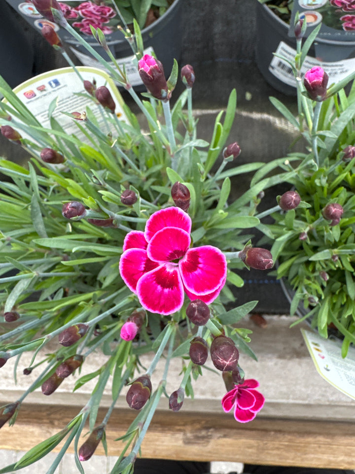 DIANTHUS Purple Wedding