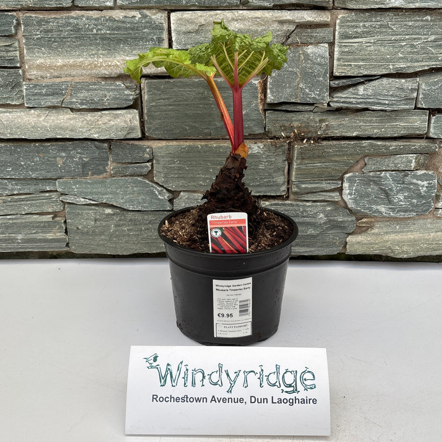 Rhubarb Timperley Early - Grow Your Own - Windyridge Garden Centre