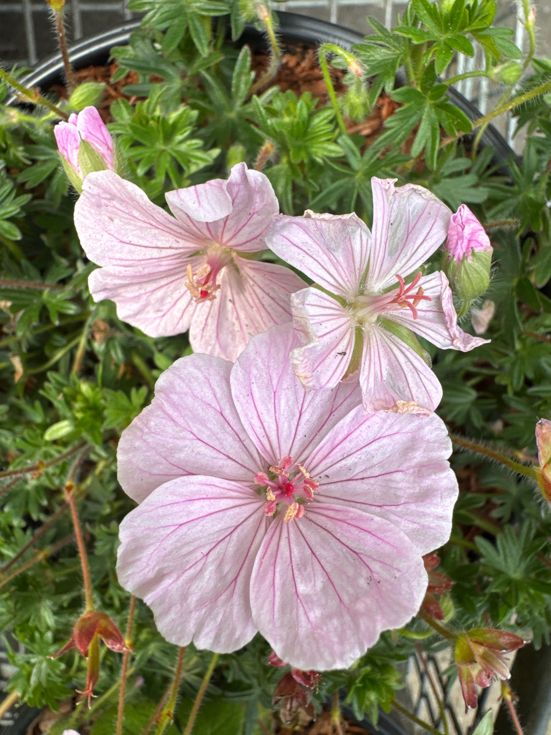GERANIUM  'Frivolius Pink'