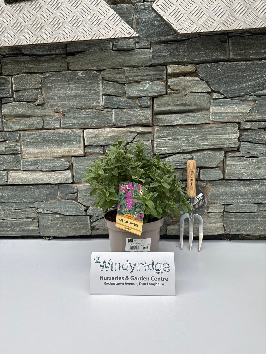 CISTUS PULVERULENTUS SUNSET